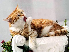 Gatti (129)